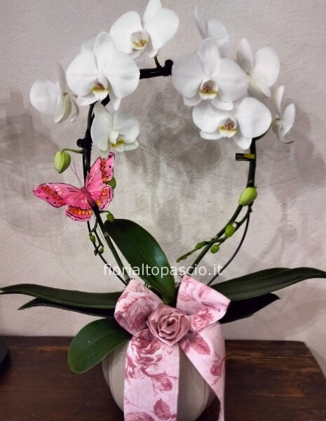 Pianta orchidea con porta vaso