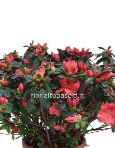 Azalea in vaso di media grandezza chiamare per la disponibilità
