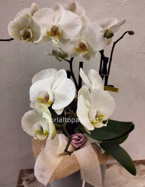 Pianta orchidea phalaenopsis a 3/4 rami con vaso in ceramica