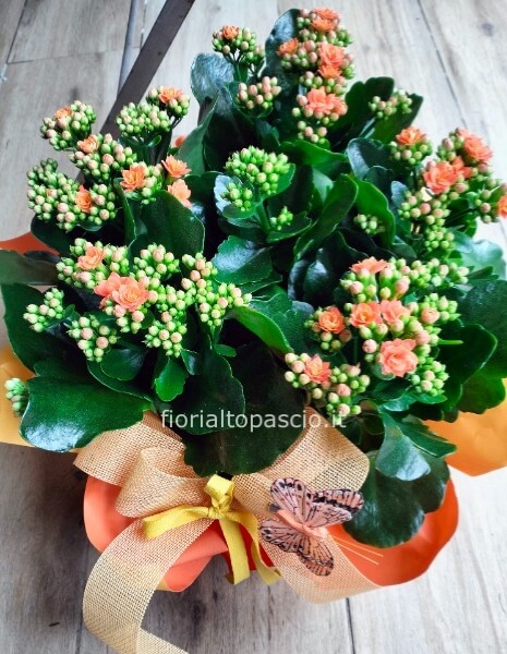 Ciotola di 22 cm con 6 piante di kalancole pianta da interno in vari colori