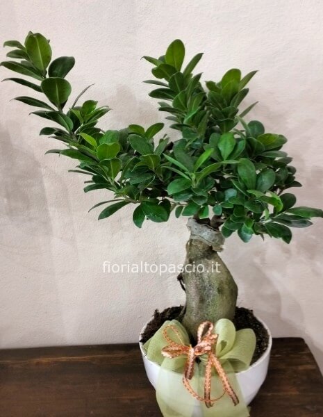 Pianta verde bonsai ginseng 