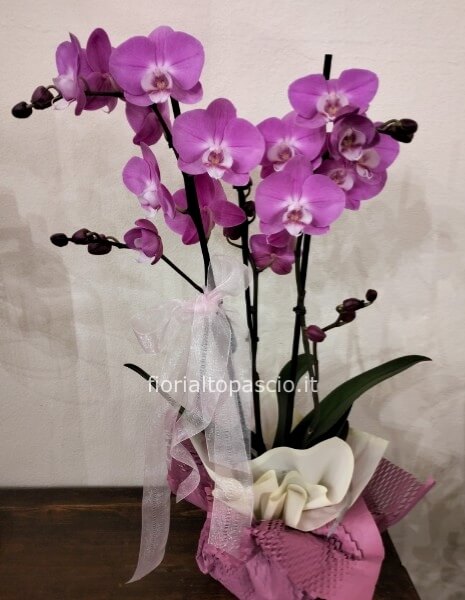 Pianta di orchidea phalaenopsis con 2 rami ramificati ben confezionata