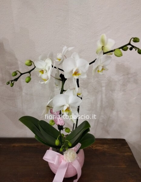 Pianta orchidea phalaenopsis bianca fatta arco ramificato con porta vaso in ceramica rosa