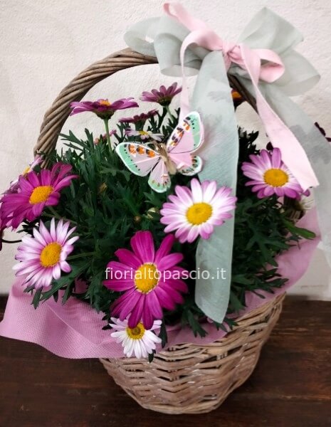 Pianta margherita rosa con cestino di vimini con manico colore naturale h 15x 20