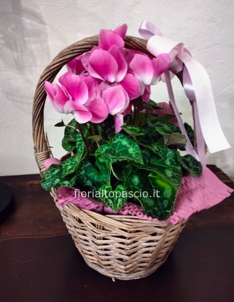 Pianta di ciclamino in cestino 