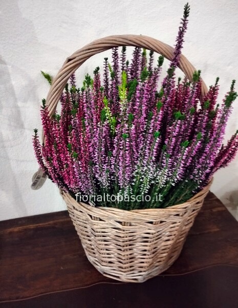 Pianta di erica con cesto