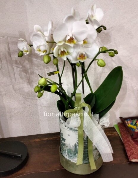 Pianta di orchidea con scatola decorato con paesaggio sul verde e coperchio in velluto misura media