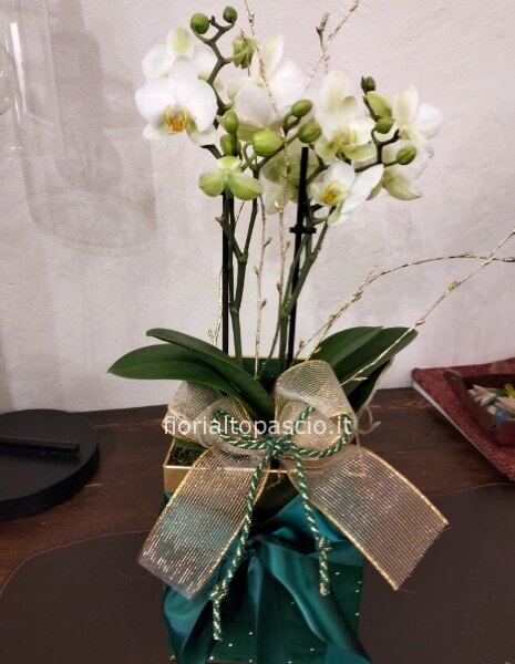 Pianta orchidea con scatola
