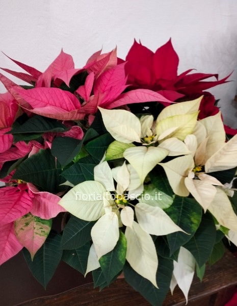 Ciotola di 25 cm con tre piante di diversi colori oppure tutta rossa  alta circa 45/50 cm