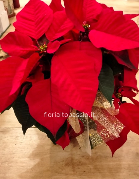 Pianta stella media grandezza 